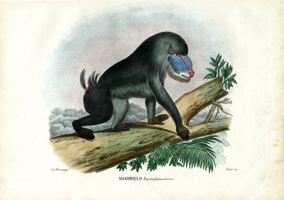 Mandrillo, 1863-79 da Raimundo Petraroja