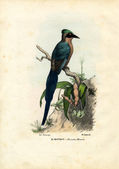 Motmot, 1863-79 da Raimundo Petraroja