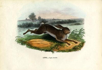 Lepre di montagna, 1863-79 da Raimundo Petraroja
