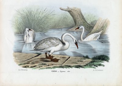 Cigno muto, 1863-79 da Raimundo Petraroja