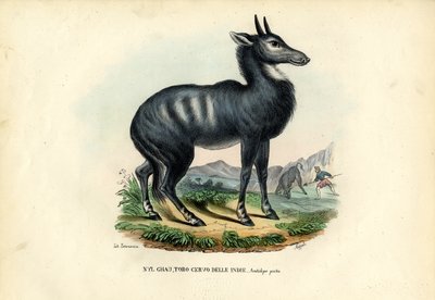 Nilgai da Raimundo Petraroja