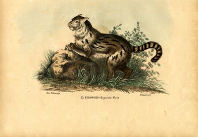 Gatto delle Pampas, 1863-79 da Raimundo Petraroja