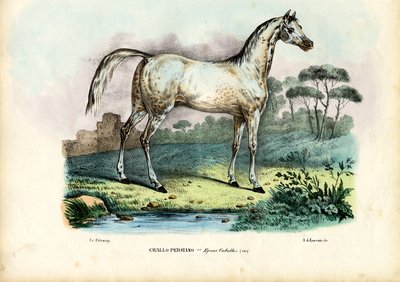 Cavallo persiano, 1863-79 da Raimundo Petraroja
