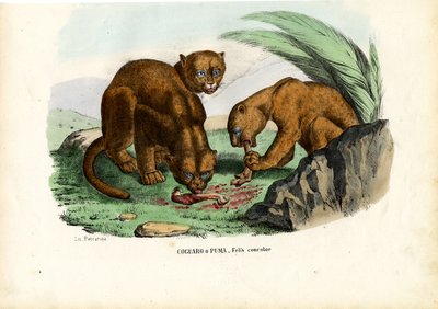 Puma, 1863-79 da Raimundo Petraroja