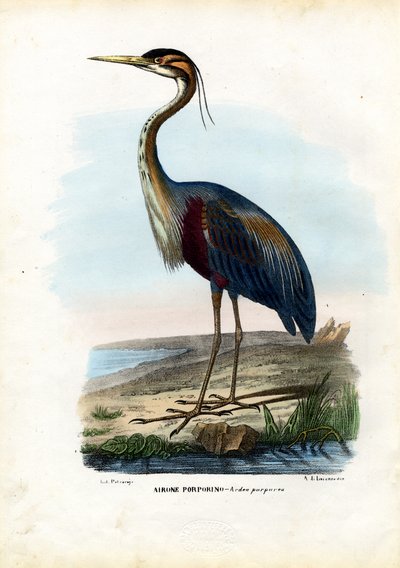 Airone Rosso, 1863-79 da Raimundo Petraroja