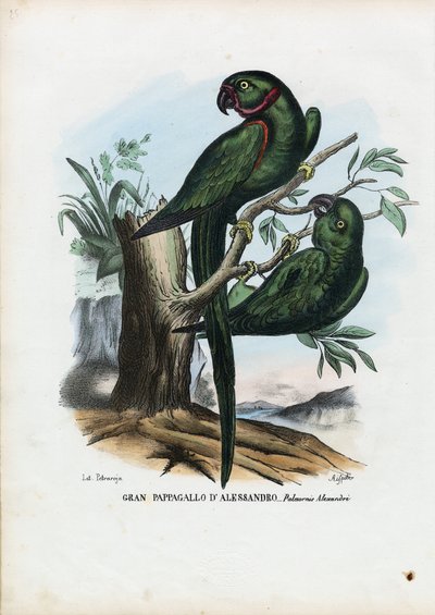 Parrocchetto dal collare, 1863-79 da Raimundo Petraroja