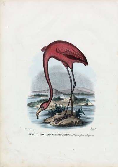 Rosy, 1863-79 da Raimundo Petraroja