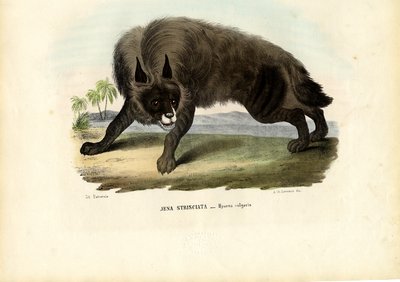 Iena striata, 1863-79 da Raimundo Petraroja
