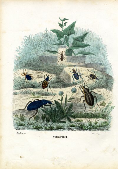 Tigri e coleotteri, 1863-79 da Raimundo Petraroja
