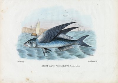 Pesce volante tropicale a due ali, 1863-79 da Raimundo Petraroja
