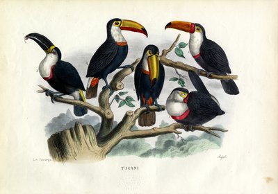 Tucani, 1863-79 da Raimundo Petraroja