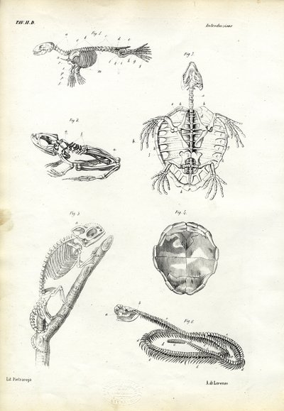 Tartaruga da Raimundo Petraroja