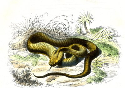 Vipera a testa di lancia (Cophias Lanceolatus) - Tavola da Storia Naturale di Bernard Germain de Lacepede, edizione P.Furme, Parigi da Raimundo Petraroja