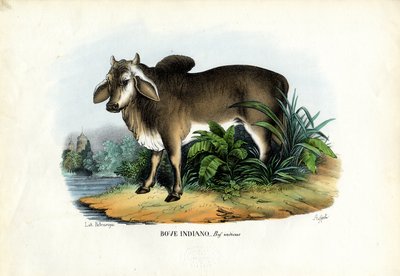 Zebu da Raimundo Petraroja