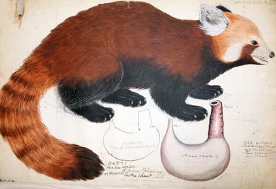 Manoscritti di Hodgson Panda Rosso, 1831-47 da Raj Man Singh