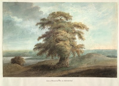 Albero di tamarindo a Allahabad da Ram Sita