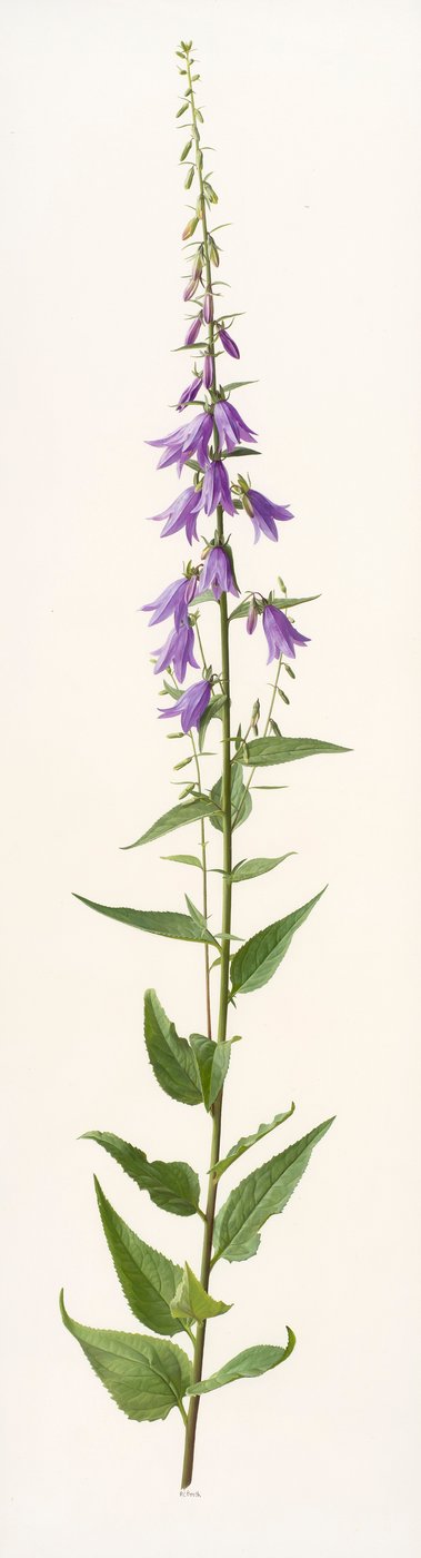 Specie di Adenophora (olio su carta) da Raymond Booth