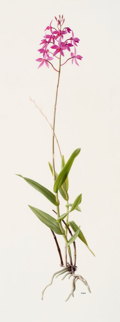 Barkeria skinneri (olio su carta) da Raymond Booth