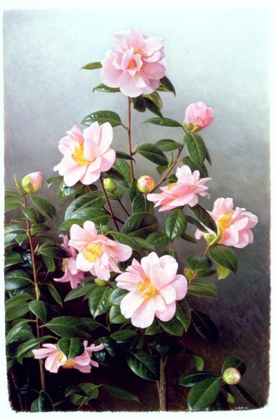 Varietà di Camelia Japonica da Raymond Booth