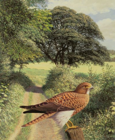 Falco sul palo del cancello da Raymond Booth