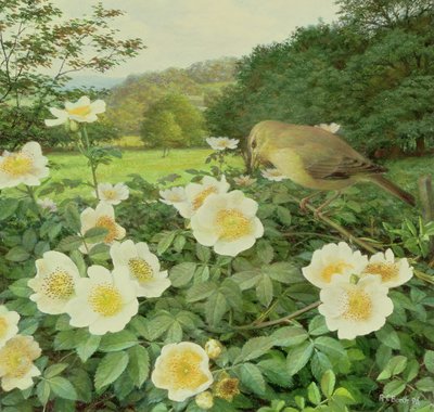 Rosa di campo e Salice di mare da Raymond Booth