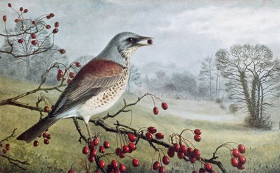 Fieldfare da Raymond Booth