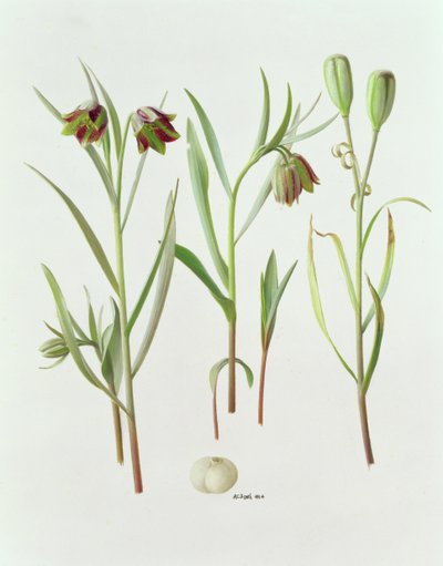 Fritillaria Kurdica da Raymond Booth