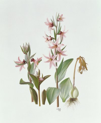 Fritillaria Stenanthera da Raymond Booth