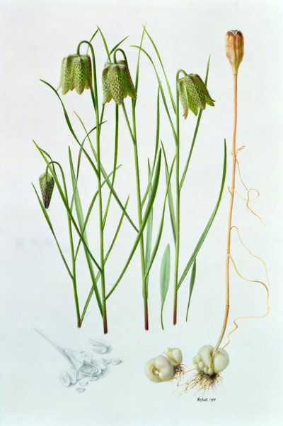 Fritillaria whittallii da Raymond Booth