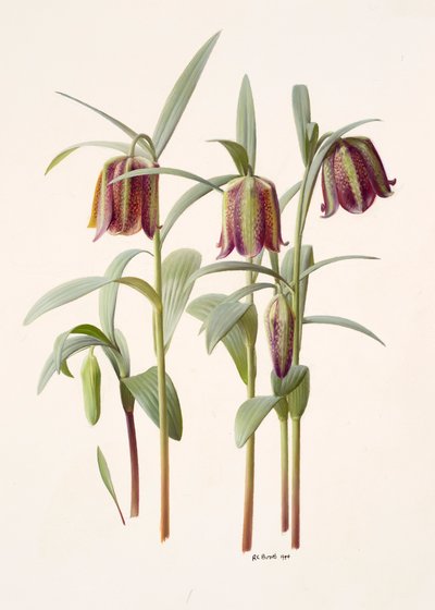 Fritillaria kotschyana da Raymond Booth