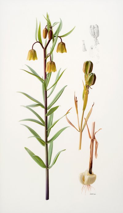 Fritillaria roylei da Raymond Booth