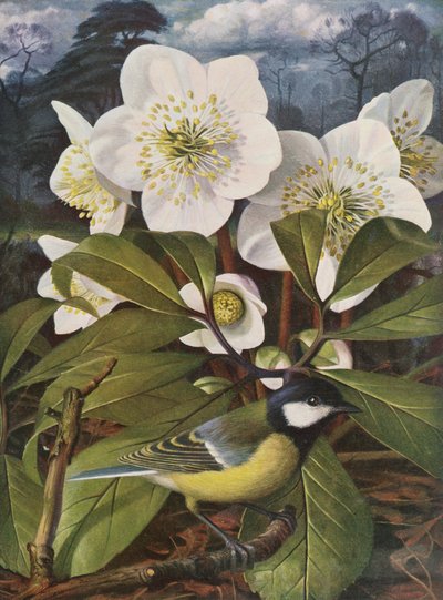 Grande tetta con Rosa di Natale da Raymond Booth