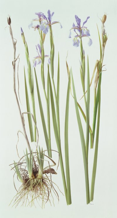 Iris Spuria da Raymond Booth