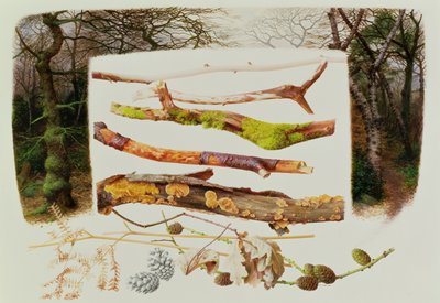 Elementi del bosco invernale, 2000 (olio su carta) da Raymond Booth