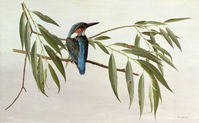 Martin pescatore da Raymond Booth