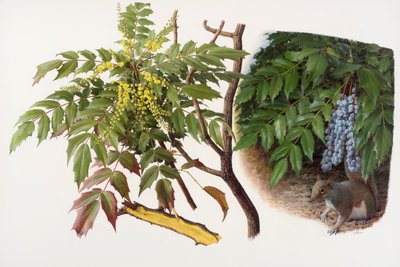 Mahonia japonica, 2008 (olio su carta) da Raymond Booth