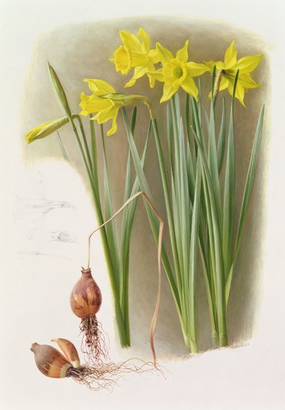 Narciso ispanico Bujei da Raymond Booth