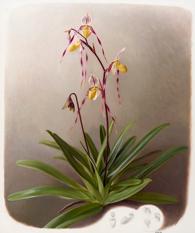 Orchidea da Raymond Booth