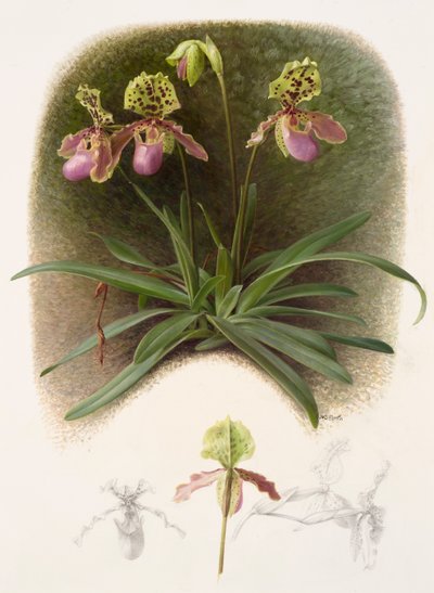 Paphiopedilium henryi (olio su carta) da Raymond Booth
