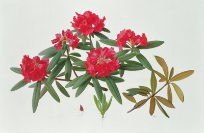 Rododendro Microgynum da Raymond Booth