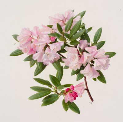 Rhododendron maculiferum anwheiense da Raymond Booth