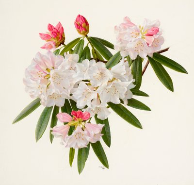 Rhododendron morii (olio su carta) da Raymond Booth