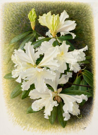 Rhododendron veitchianum, 2004 (olio su carta) da Raymond Booth