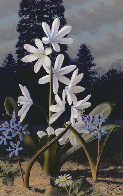 Scillas (olio su pannello) da Raymond Booth