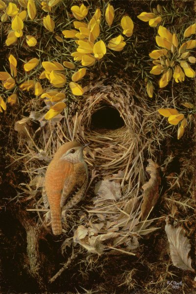 Studio di uno scricciolo al suo nido in un cespuglio di ginestre da Raymond Booth
