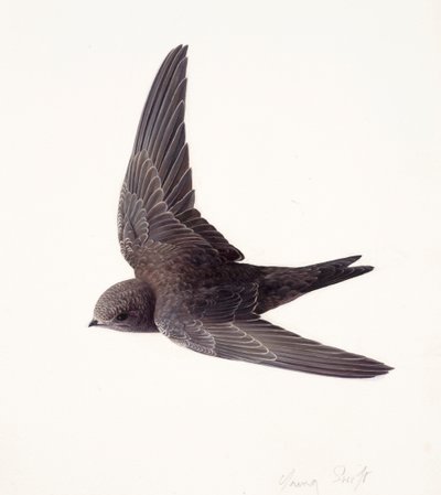 Studio di un giovane rondone in volo (olio su carta) da Raymond Booth