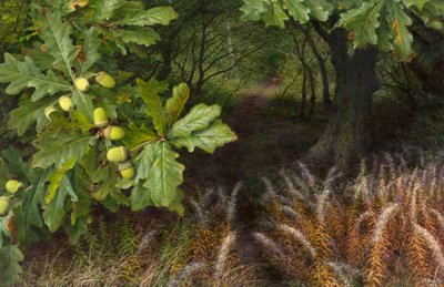 La via del bosco (olio su tavola) da Raymond Booth