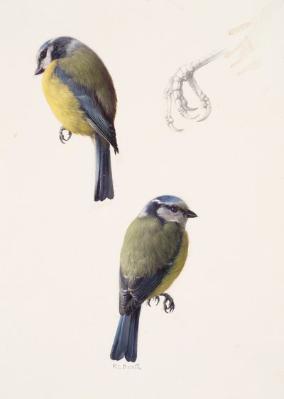 Due studi di una cinciarella (olio su carta) da Raymond Booth