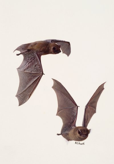 Due studi di pipistrello pipistrello (olio su carta) da Raymond Booth