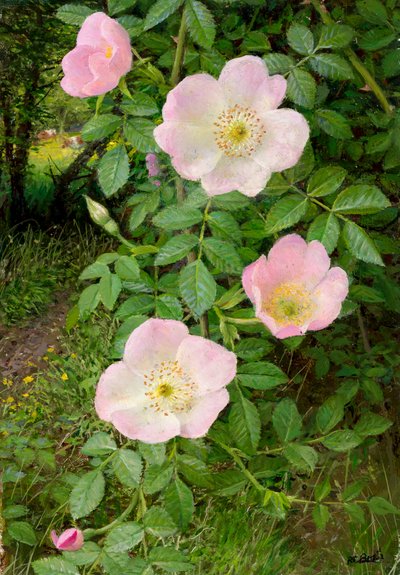 Rose selvatiche (olio su tavola) da Raymond Booth